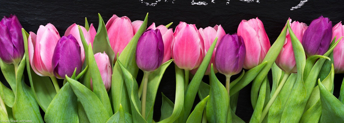 Blumen_Geburtstag